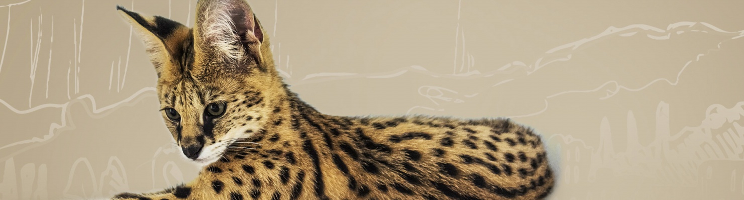 Features of the most popular leopard cats